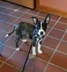 Skyler - ADOPTED 05.18.14