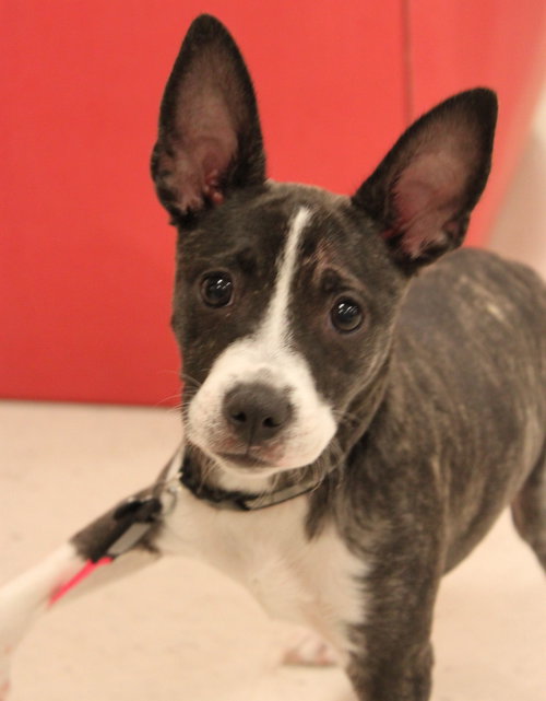 Skyler - ADOPTED 05.18.14