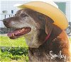 Smiley - ADOPTED 8.23.16