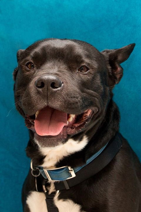 King - ADOPTED-10.16.15