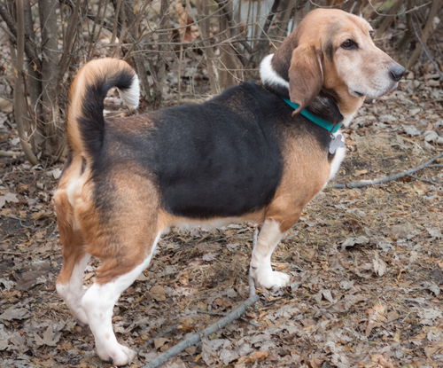 Clapton - ADOPTED-9.27.15