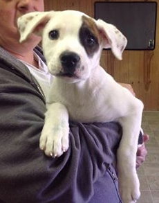 Socha - ADOPTED 04.06.14