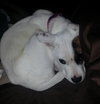 Socha - ADOPTED 04.06.14
