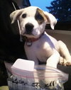 Socha - ADOPTED 04.06.14
