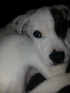 Socha - ADOPTED 04.06.14