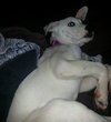 Socha - ADOPTED 04.06.14