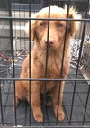 Zk Litter Cali - ADOPTED 04.13.14