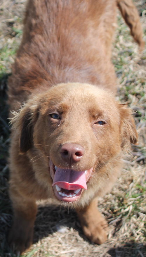 Zk Litter Cali - ADOPTED 04.13.14