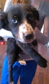 Zk Litter Clair - ADOPTED 04.16.14