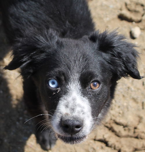 Zk Litter Clair - ADOPTED 04.16.14