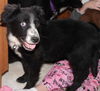 Zk Litter Clair - ADOPTED 04.16.14