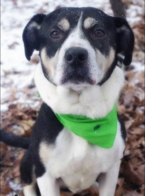 Dodger-CP (HEAPC)-ADOPTED