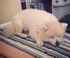 Koda-CP (HEAPC)-ADOPTED