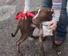 Stan - ADOPTED 05.02.14