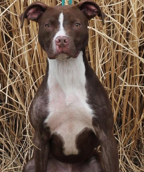 Stan - ADOPTED 05.02.14