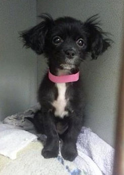 Shikira - ADOPTED 05.03.14
