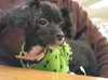 Shikira - ADOPTED 05.03.14