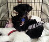 Shikira - ADOPTED 05.03.14