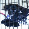 Shikira - ADOPTED 05.03.14