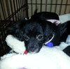 Shikira - ADOPTED 05.03.14