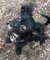 Shikira - ADOPTED 05.03.14