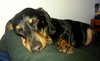Punkin - ADOPTED 10.28.14