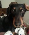 Punkin - ADOPTED 10.28.14