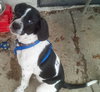 Homer - ADOPTED 04.13.14