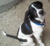 Homer - ADOPTED 04.13.14
