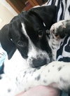 Homer - ADOPTED 04.13.14