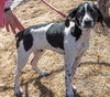 Homer - ADOPTED 04.13.14