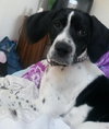 Homer - ADOPTED 04.13.14