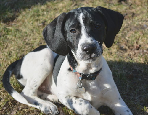 Homer - ADOPTED 04.13.14