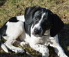 Homer - ADOPTED 04.13.14