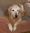 Kingsley - ADOPTED 04.22.14