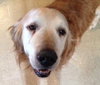 Kingsley - ADOPTED 04.22.14