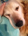 Kingsley - ADOPTED 04.22.14
