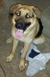 Brutes - ADOPTED 08.03.16
