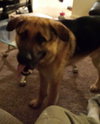 Brutes - ADOPTED 08.03.16