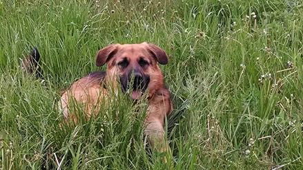 Brutes - ADOPTED 08.03.16