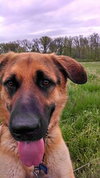 Brutes - ADOPTED 08.03.16