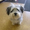 Shasta Daisy-ADOPTED 05.10.14