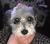 Shasta Daisy-ADOPTED 05.10.14