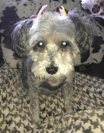 Shasta Daisy-ADOPTED 05.10.14