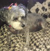 Shasta Daisy-ADOPTED 05.10.14