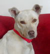 Perla Blanca - ADOPTED 01.04.15