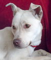Perla Blanca - ADOPTED 01.04.15