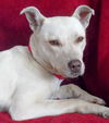 Perla Blanca - ADOPTED 01.04.15