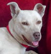 Perla Blanca - ADOPTED 01.04.15