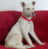 Perla Blanca - ADOPTED 01.04.15